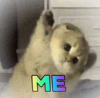 Funny Good Morning GIF